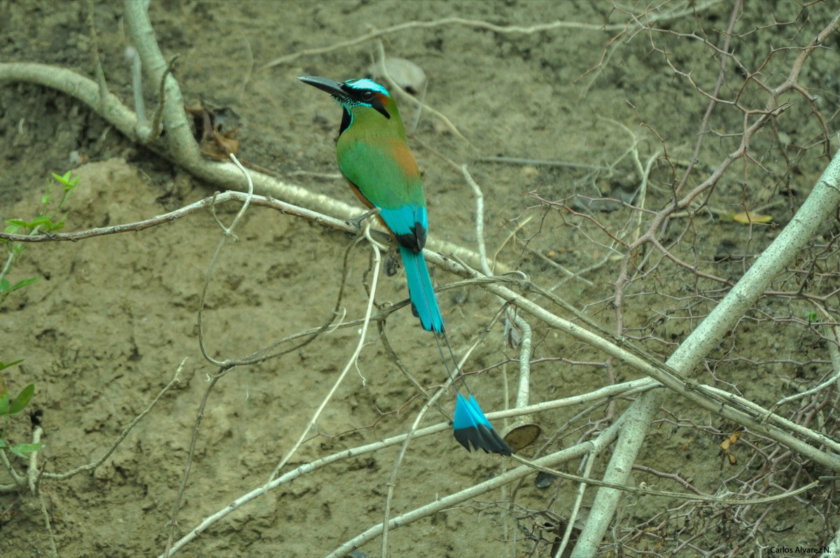 Torogoz — Ave nacional de El Salvador