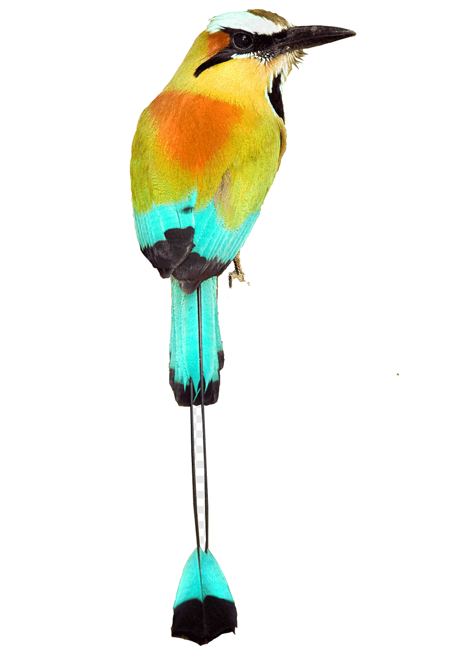 Torogoz — Ave nacional de El Salvador